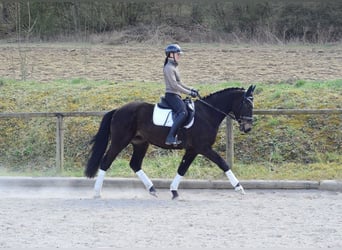 Other Warmbloods, Gelding, 3 years, 15.2 hh, Bay-Dark