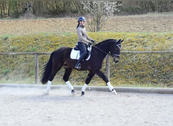 Other Warmbloods, Gelding, 3 years, 15.2 hh, Bay-Dark