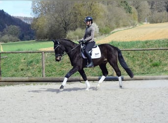 Other Warmbloods, Gelding, 3 years, 15.2 hh, Bay-Dark