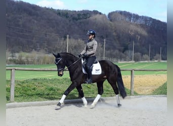 Other Warmbloods, Gelding, 3 years, 15.2 hh, Bay-Dark