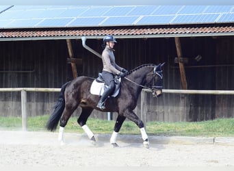 Other Warmbloods, Gelding, 3 years, 15.2 hh, Bay-Dark