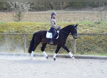 Other Warmbloods, Gelding, 3 years, 15.2 hh, Bay-Dark