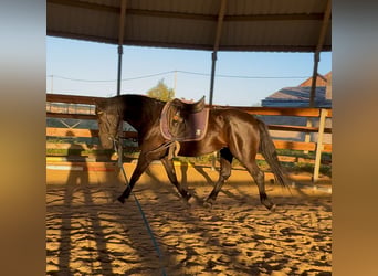 Other Warmbloods Mix, Gelding, 3 years, 15.2 hh, Black