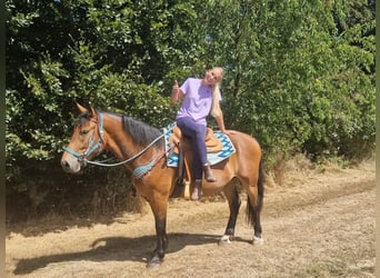 Other Warmbloods, Gelding, 3 years, 15.2 hh, Brown