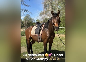 Other Warmbloods, Gelding, 3 years, 15.2 hh, Chestnut