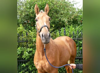 Other Warmbloods Mix, Gelding, 3 years, 15.2 hh, Palomino