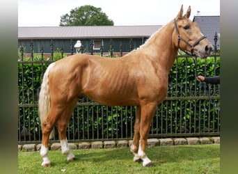Other Warmbloods Mix, Gelding, 3 years, 15.2 hh, Palomino