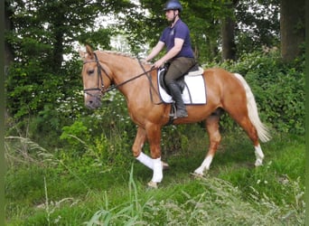 Other Warmbloods Mix, Gelding, 3 years, 15.2 hh, Palomino