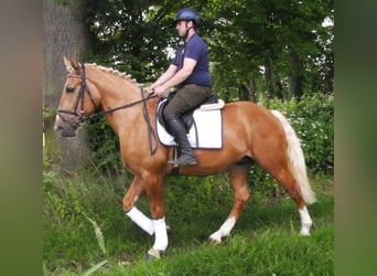 Other Warmbloods Mix, Gelding, 3 years, 15.2 hh, Palomino