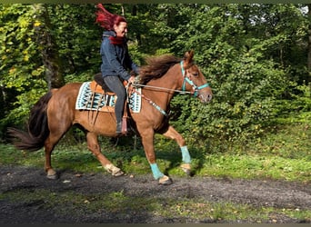 Other Warmbloods, Gelding, 3 years, 15.3 hh, Chestnut