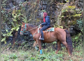 Other Warmbloods, Gelding, 3 years, 15.3 hh, Chestnut