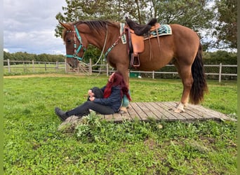 Other Warmbloods, Gelding, 3 years, 15.3 hh, Chestnut