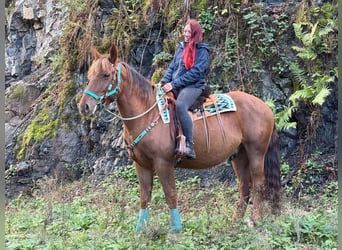 Other Warmbloods, Gelding, 3 years, 15.3 hh, Chestnut