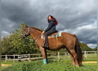 Other Warmbloods, Gelding, 3 years, 15.3 hh, Chestnut
