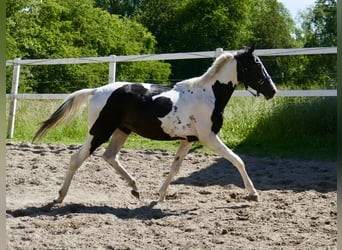 Other Warmbloods, Gelding, 3 years, 15.3 hh, Pinto