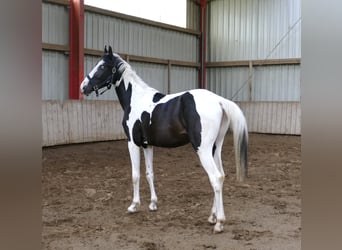 Other Warmbloods, Gelding, 3 years, 15.3 hh, Pinto