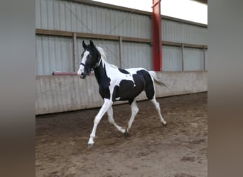 Other Warmbloods, Gelding, 3 years, 15.3 hh, Pinto
