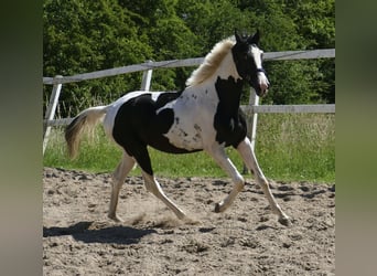 Other Warmbloods, Gelding, 3 years, 15.3 hh, Pinto