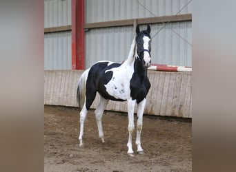 Other Warmbloods, Gelding, 3 years, 15.3 hh, Pinto