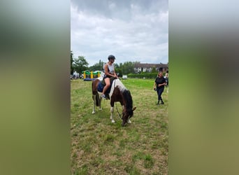 Other Warmbloods, Gelding, 3 years, 15,2 hh, Pinto