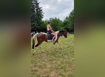 Other Warmbloods, Gelding, 3 years, 15,2 hh, Pinto