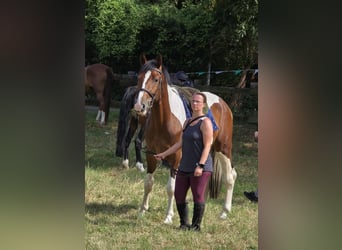 Other Warmbloods, Gelding, 3 years, 15,2 hh, Pinto