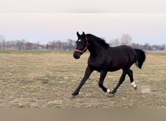 Other Warmbloods, Gelding, 3 years, 16.1 hh, Black