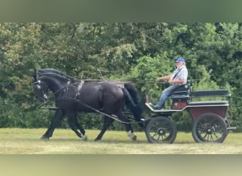 Other Warmbloods, Gelding, 3 years, 16.1 hh, Black