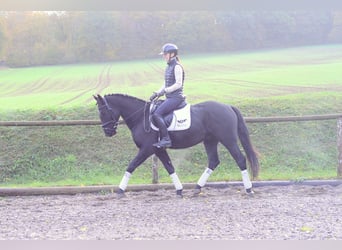 Other Warmbloods, Gelding, 3 years, 16.1 hh, Black