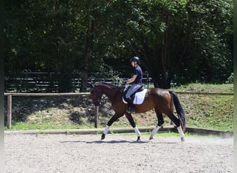 Other Warmbloods, Gelding, 3 years, 16.1 hh, Brown