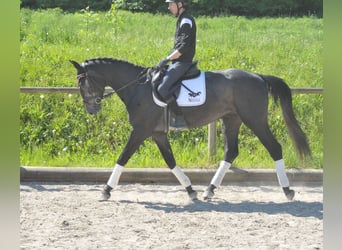 Other Warmbloods, Gelding, 3 years, 16.1 hh, Gray
