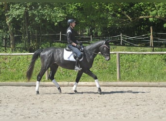 Other Warmbloods, Gelding, 3 years, 16.1 hh, Gray
