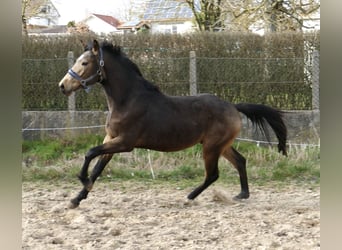 Other Warmbloods, Gelding, 3 years, 16.2 hh, Buckskin Other Warmbloods, Gelding, 3 years, 16.2 hh, Buckskin
