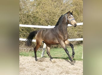 Other Warmbloods, Gelding, 3 years, 16.2 hh, Buckskin Other Warmbloods, Gelding, 3 years, 16.2 hh, Buckskin