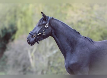 Other Warmbloods, Gelding, 3 years, 16.3 hh, Black