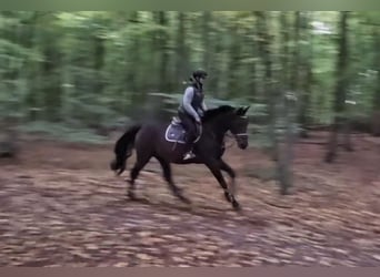 Other Warmbloods, Gelding, 3 years, 16 hh, Bay-Dark