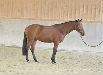 Other Warmbloods, Gelding, 3 years, 16 hh, Brown