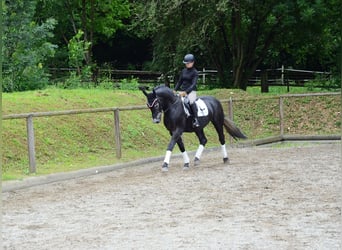 Other Warmbloods, Gelding, 3 years, 16 hh, Gray-Dark-Tan