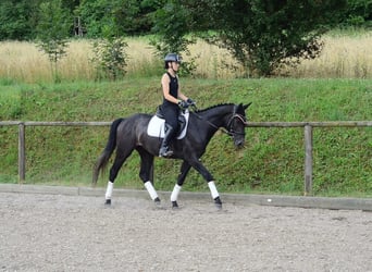 Other Warmbloods, Gelding, 3 years, 16 hh, Grey-Dark-Tan