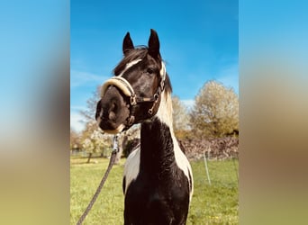 Other Warmbloods Mix, Gelding, 3 years, 16 hh, Pinto