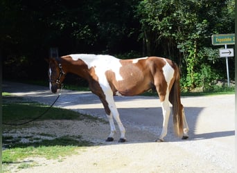 Other Warmbloods, Gelding, 3 years, 16 hh, Pinto