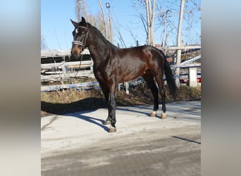 Other Warmbloods, Gelding, 3 years, 16,1 hh, Black