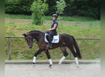 Other Warmbloods, Gelding, 3 years, 16,1 hh, Brown