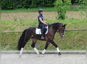 Other Warmbloods, Gelding, 3 years, 16,1 hh, Brown