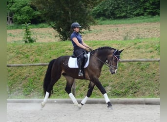Other Warmbloods, Gelding, 3 years, 16,1 hh, Brown