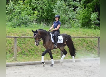 Other Warmbloods, Gelding, 3 years, 16,1 hh, Brown