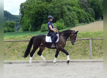 Other Warmbloods, Gelding, 3 years, 16,1 hh, Brown