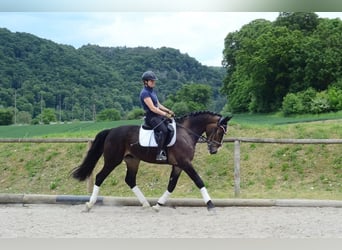 Other Warmbloods, Gelding, 3 years, 16,1 hh, Brown