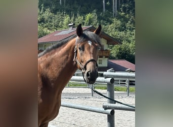 Other Warmbloods, Gelding, 3 years, 16,2 hh, Brown