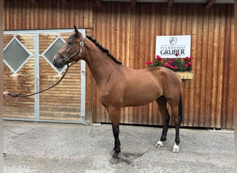 Other Warmbloods, Gelding, 3 years, 16,2 hh, Brown